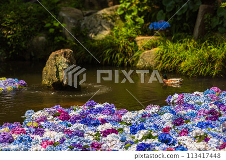 茨城縣雨引觀音繡球花 113417448