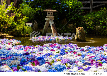 茨城縣雨引觀音繡球花 茨城縣雨引觀音繡球花 113417449