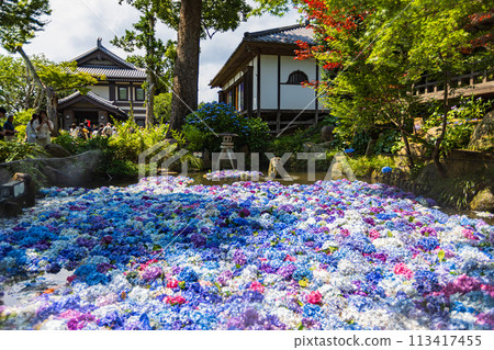 Hydrangeas at Amabiki Kannon Temple, Ibaraki Prefecture 113417455