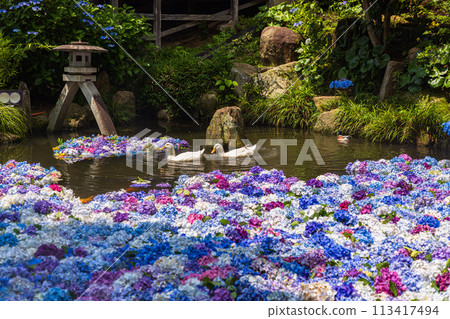 Hydrangeas at Amabiki Kannon Temple, Ibaraki Prefecture 113417494