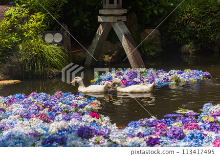 茨城縣雨引觀音繡球花 茨城縣雨引觀音繡球花 113417495