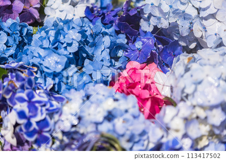 Hydrangeas at Amabiki Kannon Temple, Ibaraki Prefecture 113417502