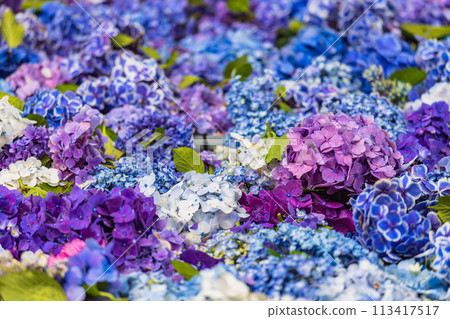 茨城縣雨引觀音繡球花 113417517