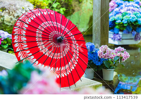 茨城縣雨引觀音繡球花 113417539