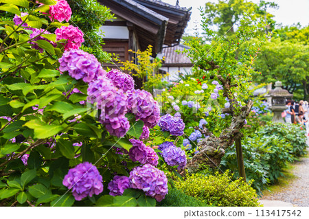 Hydrangeas at Amabiki Kannon Temple, Ibaraki Prefecture 113417542