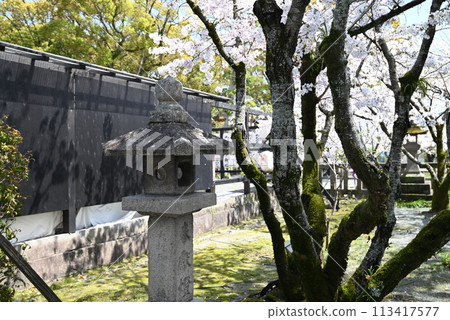 Cherry blossoms and stone lantern baskets Cherry blossoms and stone lantern baskets 113417577