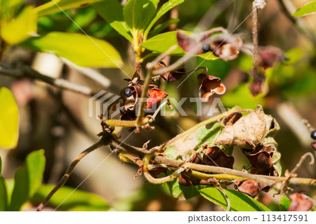豆科植物的黑色果實 113417591