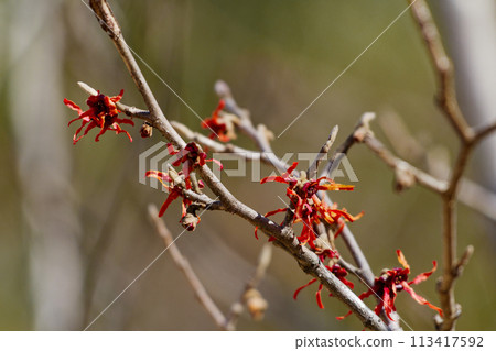 早春花 金縷梅科金縷梅的紅色花 金縷梅 113417592