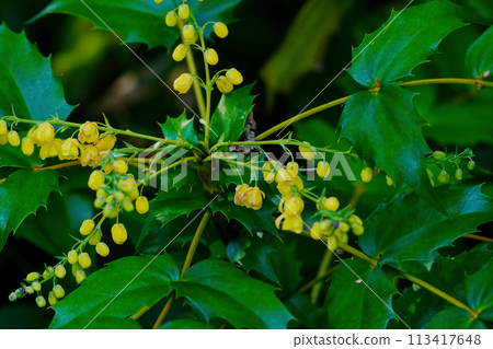 Hiraginanten 的黃色花朵，伏牛科常綠灌木 113417648