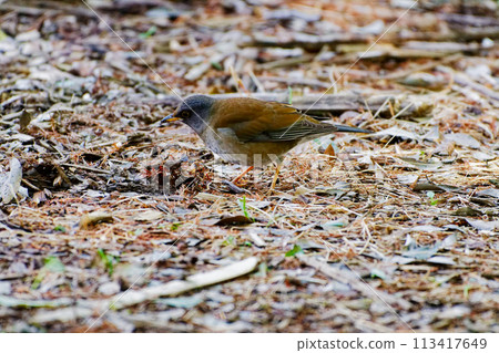 一種在地面上覓食的白腹畫眉鳥。 113417649
