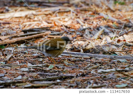 一種以地面為食的冬季鳥類。 113417650