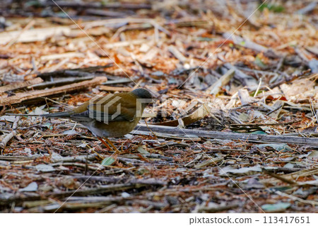 一種在地面上覓食的白腹畫眉鳥。 113417651