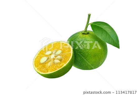 Shikuwasa 插圖現實白色背景 113417817