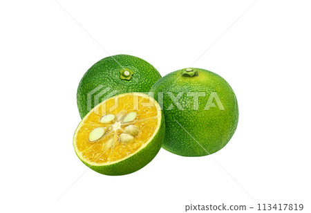 Shikuwasa illustration realistic white background 113417819