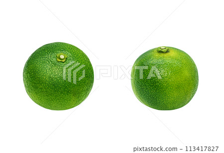 Shikuwasa 插圖現實白色背景 Shikuwasa 插圖現實白色背景 113417827