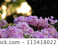 Garlic vine 113418022