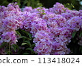 Garlic vine 113418024