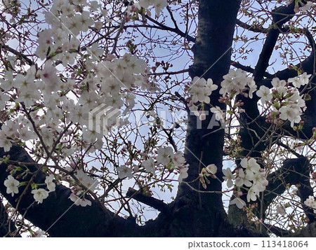 Cherry Blossoms	 113418064