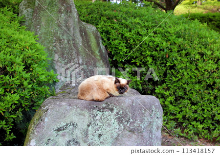 Sakura-eared Ragdoll cat in the park Sakura-eared Ragdoll cat in the park 113418157