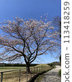 Cherry blossoms in the schoolyard 113418259
