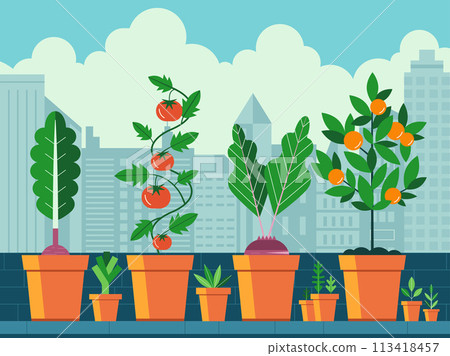 Growing Vegetables on Balcony Urban Garden 113418457
