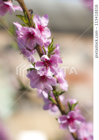 spring peach nectarine flowers blossom on sunny branch spring peach nectarine flowers blossom on sunny branch 113418816