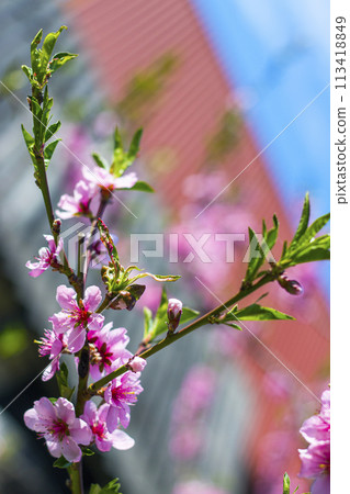 spring nectarine peach blossom flowers 113418849