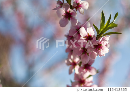 spring blossom branch of peach nectarine spring blossom branch of peach nectarine 113418865