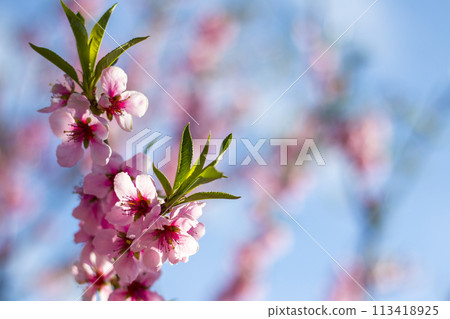 peach nectarine blossom branch on sky backdrop peach nectarine blossom branch on sky backdrop 113418925