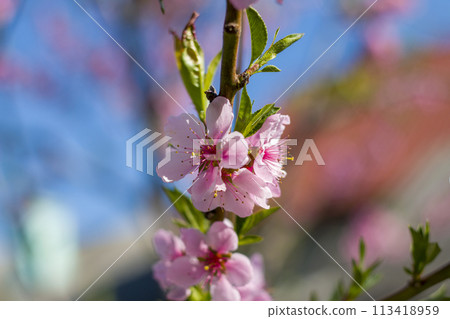 nectarine peach spring blossom branch 113418959