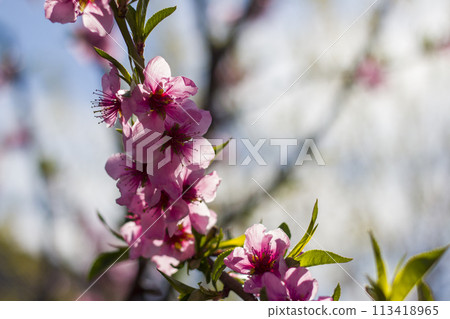 Flower blossom of spring nectarine peach branch 113418965