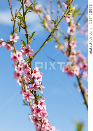 nectarine peach blossom spring branch flowers nectarine peach blossom spring branch flowers 113418968