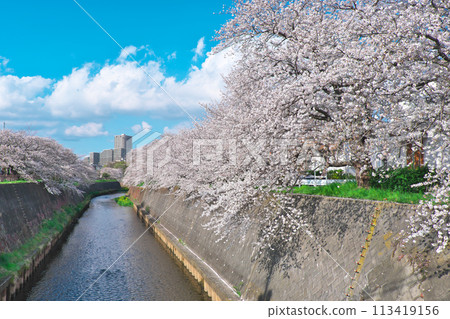 Cherry blossom trees along the Hikiji River near Shonandai Cherry blossom trees along the Hikiji River near Shonandai 113419156