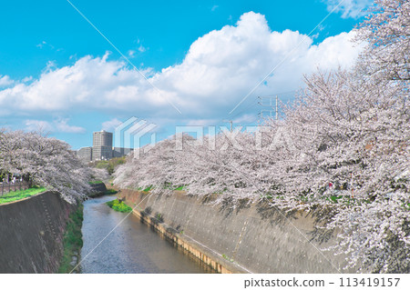 Cherry blossom trees along the Hikiji River near Shonandai 113419157