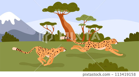 Cheetahs running in savanna vector illustration Cheetahs running in savanna vector illustration 113419158