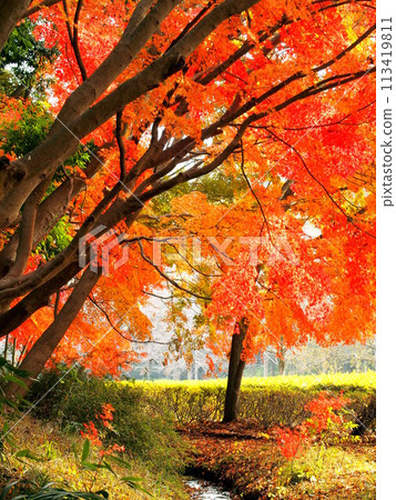 21世紀秋天的森林和廣場上的楓葉 113419811