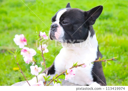 Mighty the Boston terrier gazing cutely at the cherry blossoms ♡ 113419974