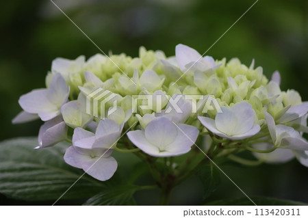 Gorgeous hydrangea flowers at a suburban hydrangea temple - Part 4 113420311