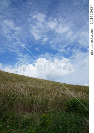 A refreshing view of the grassland under a blue sky A refreshing view of the grassland under a blue sky 113420424