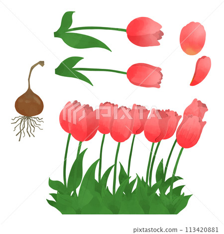 Spring flowers_red tulips (single, multiple, bulbs) 113420881