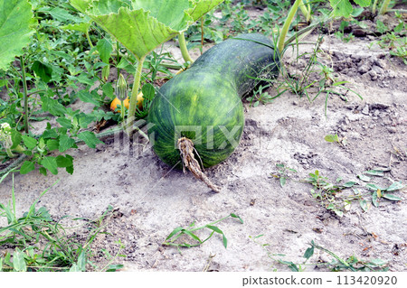 A green pumpkin ripens in the garden. A green pumpkin ripens in the garden. 113420920