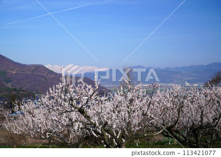 安蘇之裡盛開的杏花【長野縣築曲市】 113421077