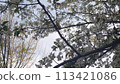 Cherry Blossoms	 113421086