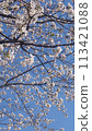 Sakura 2 113421088