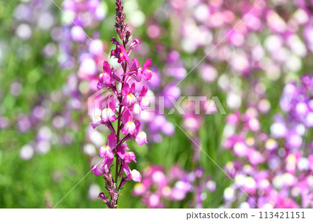 Linaria (Hime Goldfish) 113421151
