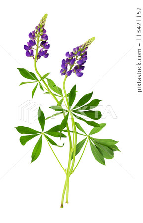 Lupinus polyphyllus purple flowers and green leaves isolated 113421152