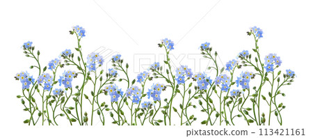 Blue forget-me-not flowers in a floral border isolated on white Blue forget-me-not flowers in a floral border isolated on white 113421161
