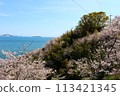 Cherry blossoms and the sea at Ako Higashimisaki Park 113421345