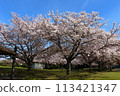 Cherry blossoms at Ako castle ruins 113421347
