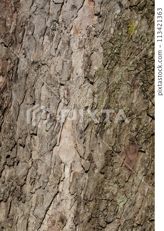 Common horse chestnut 113421363